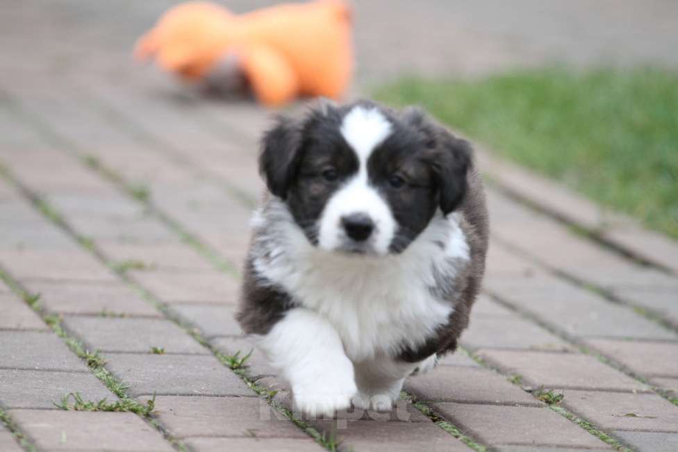 Собаки в Москве: Вельш корги кардиган Девочка, 40 000 руб. - фото 3