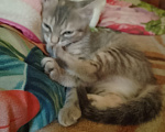 Кошки в Воронеже: Кошечка Девочка, Бесплатно - фото 6