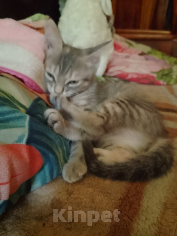 Кошки в Воронеже: Кошечка Девочка, Бесплатно - фото 6