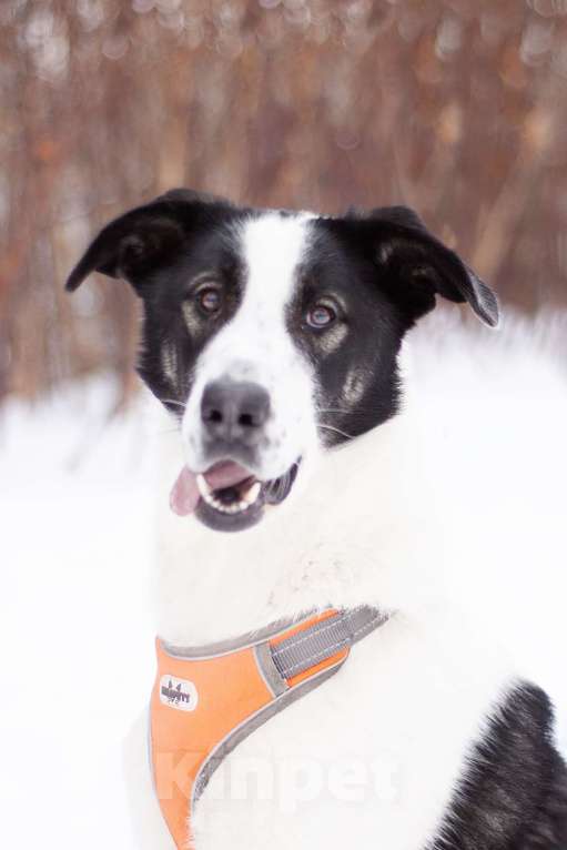 Собаки в Москве: Нежная Боня готова покорить Ваше сердце Девочка, Бесплатно - фото 2