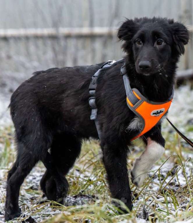 Собаки в Химках: Ищем Боне надёжный дом Девочка, Бесплатно - фото 7