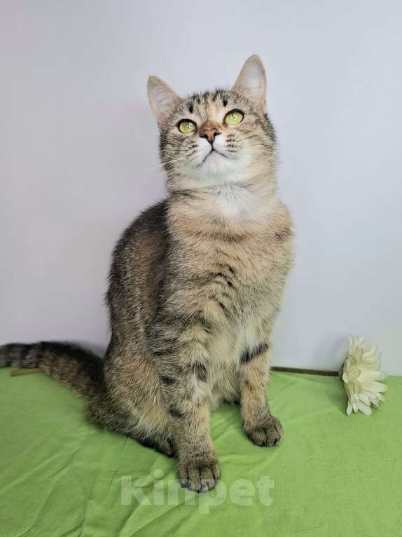 Кошки в Москве: Важена будет на выставке-пристройстве в Москве Девочка, Бесплатно - фото 2