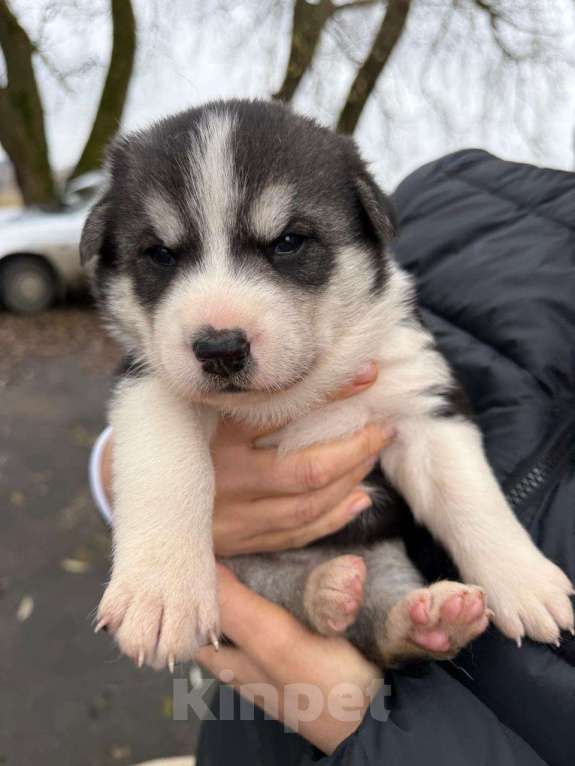 Собаки в Киржаче: Щенята ищут дом и доброго человека Мальчик, Бесплатно - фото 7
