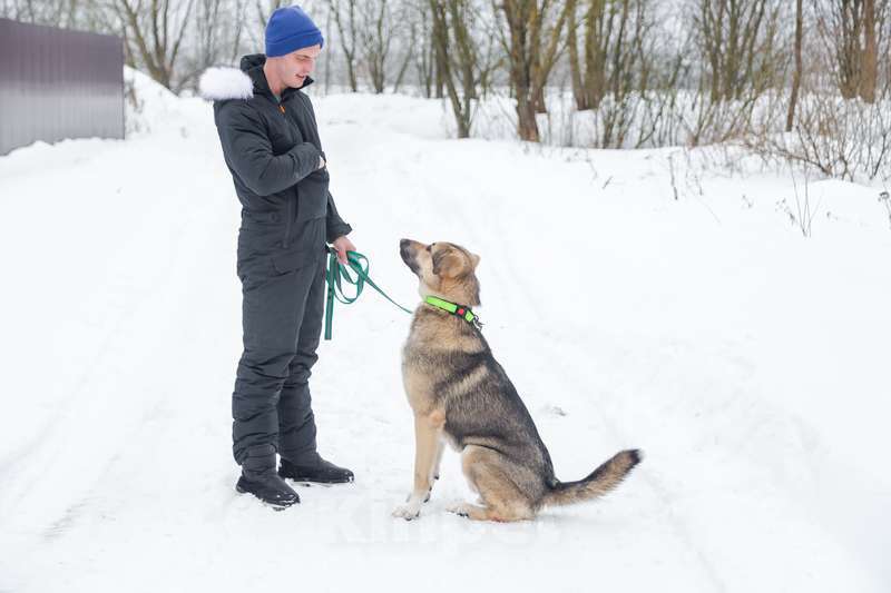Собаки в Москве: Добрый и ласковый молодой пёс Джек в добрые руки Мальчик, 1 руб. - фото 3