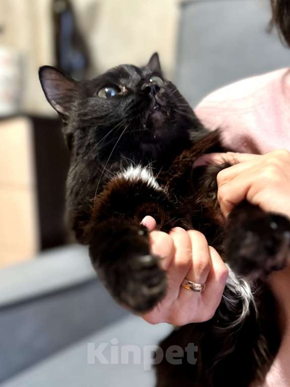 Кошки в Волгограде: После смерти хозяев нуждается в домеся в доме кошечка МУСЯ Девочка, Бесплатно - фото 2