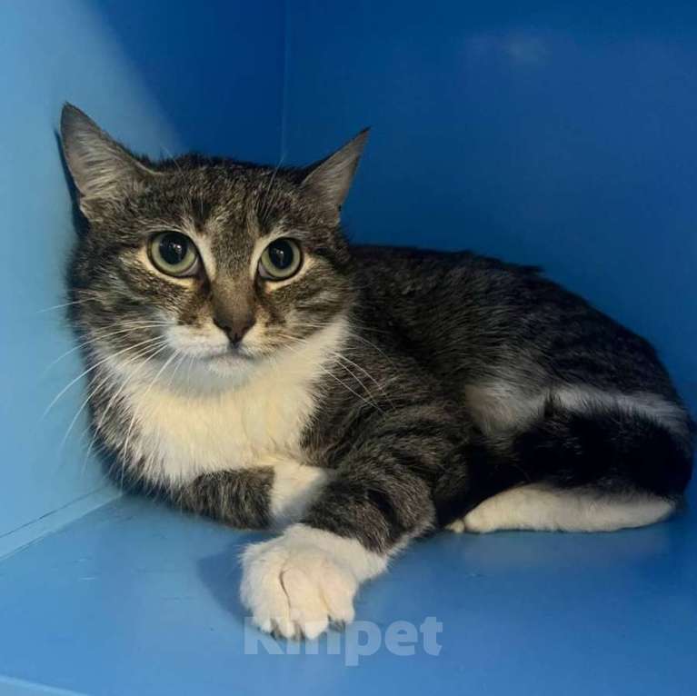 Кошки в Москве: Рита ищет дом Девочка, Бесплатно - фото 2