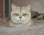 Кошки в Благовещенске: Британский котенок драгоценного окраса Мальчик, 50 000 руб. - фото 1