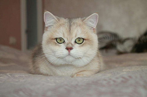 Объявление: Британский котенок драгоценного окраса, 50 000 руб., Благовещенск