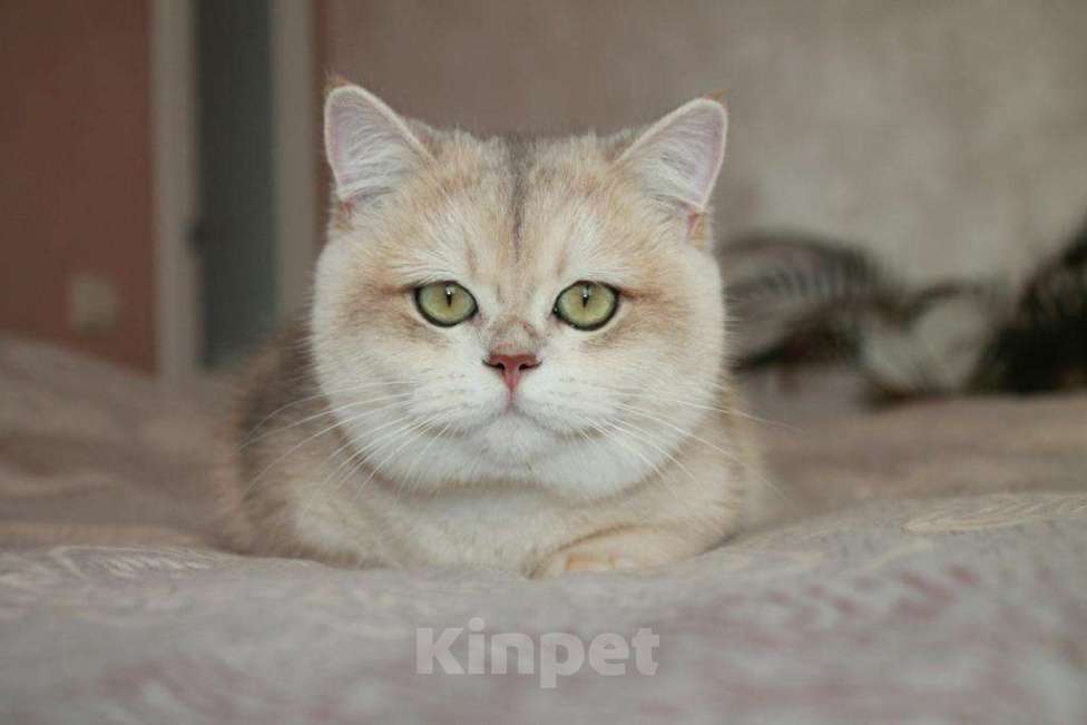 Кошки в Благовещенске: Британский котенок драгоценного окраса Мальчик, 50 000 руб. - фото 1