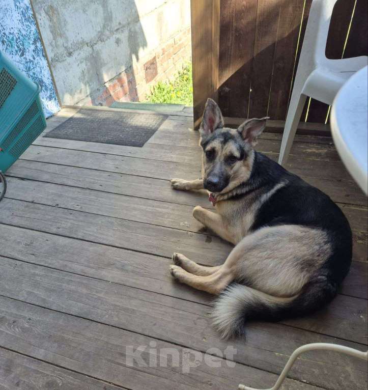 Собаки в Москве: Рокси очень нужен дом Девочка, Бесплатно - фото 7