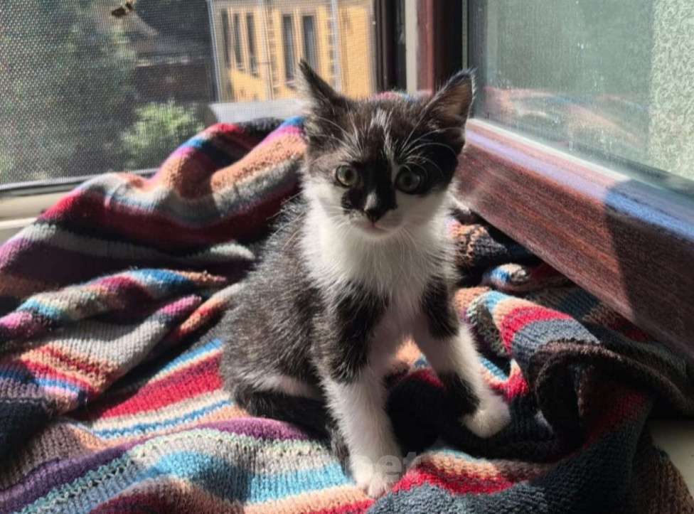 Кошки в Москве: Веселая Мазурка. Котенок 2,5 мес в добрые руки. Девочка, Бесплатно - фото 2