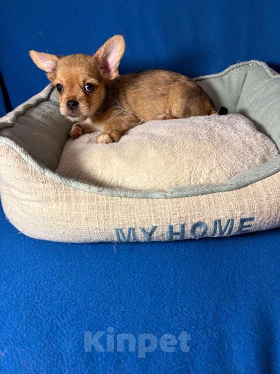 Собаки в Москве: Чихуахуа-  Мальчик Мальчик, 15 000 руб. - фото 2