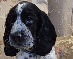 Собаки в Подольске: Щенки русского охотничьего спаниеля Мальчик, 65 000 руб. - фото 3