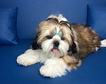 Собаки в других городах Московской области: Мальчик ши-тцу "Золотой" (Arnest Golden Shin) Мальчик, 65 000 руб. - фото 3