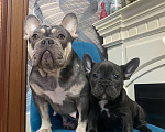 Собаки в Новошахтинске: Щенки французского бульдога Мальчик, 80 000 руб. - фото 7