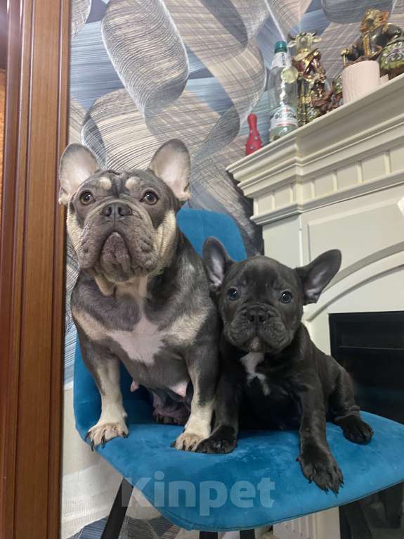 Собаки в Новошахтинске: Щенки французского бульдога Мальчик, 80 000 руб. - фото 7