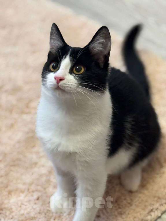 Кошки в Москве: котенок Феликс ищет  дом Мальчик, Бесплатно - фото 3