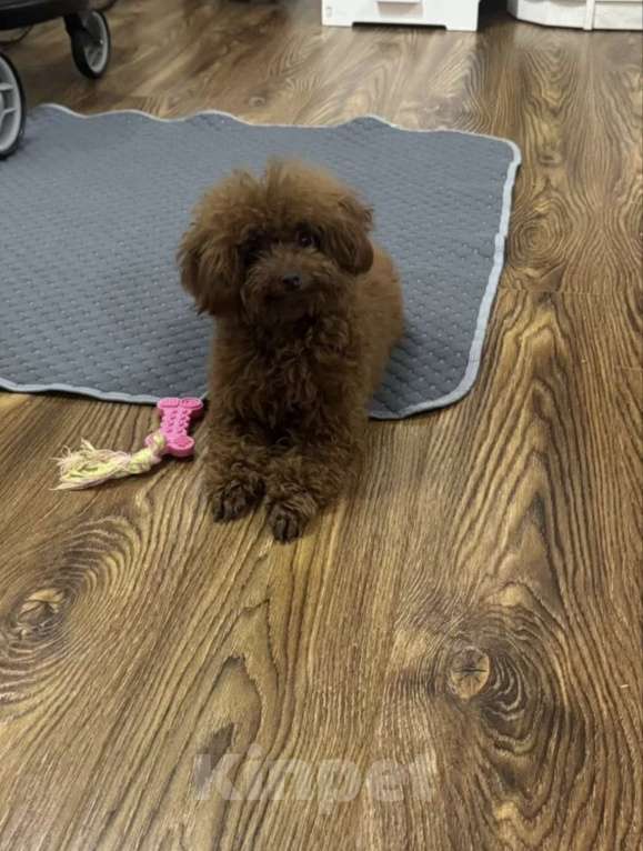 Собаки в Ростове-на-Дону: Тедди- пудель Девочка, 210 000 руб. - фото 1