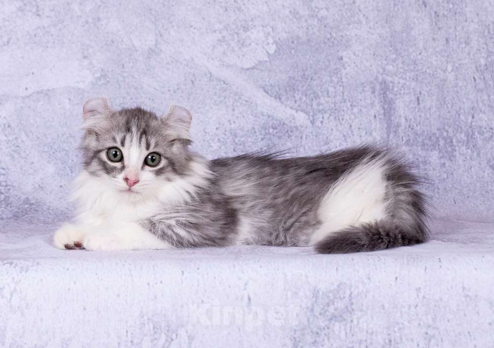 Кошки в Москве: Американский кёрл Девочка, Бесплатно - фото 2