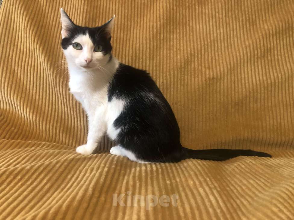 Кошки в Москве: Кошка мини Мура Девочка, Бесплатно - фото 2