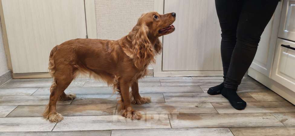 Собаки в Санкт-Петербурге: Русский охотничий спаниель  Мальчик, 999 руб. - фото 1