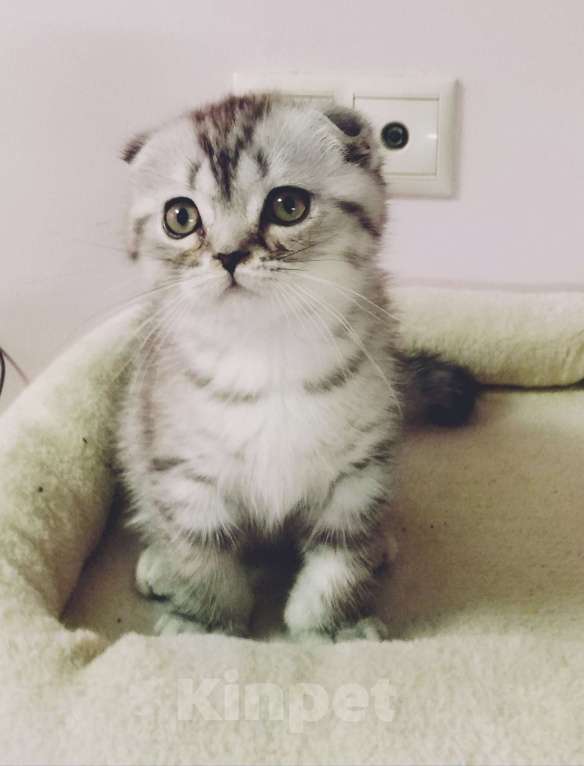 Кошки в Москве: Шотландский плюшевый малыш Мальчик, 35 000 руб. - фото 1