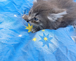 Кошки в Калуге: Котёнок Девочка, Бесплатно - фото 3