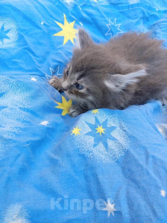 Кошки в Калуге: Котёнок Девочка, Бесплатно - фото 3