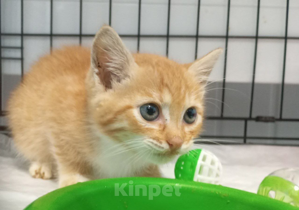 Кошки в Москве: Котенок Жора ищет дом Мальчик, Бесплатно - фото 5