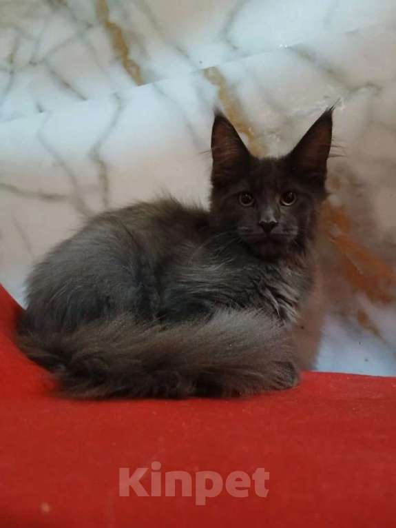 Кошки в Москве: Гигантики Девочка, 19 000 руб. - фото 1