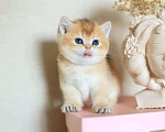 Кошки в Москве: Британские котята Девочка, 35 000 руб. - фото 9