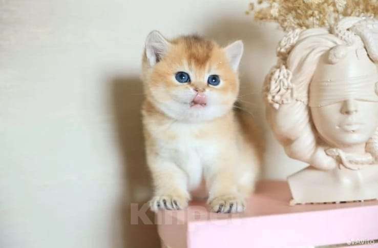 Кошки в Москве: Британские котята Девочка, 35 000 руб. - фото 9