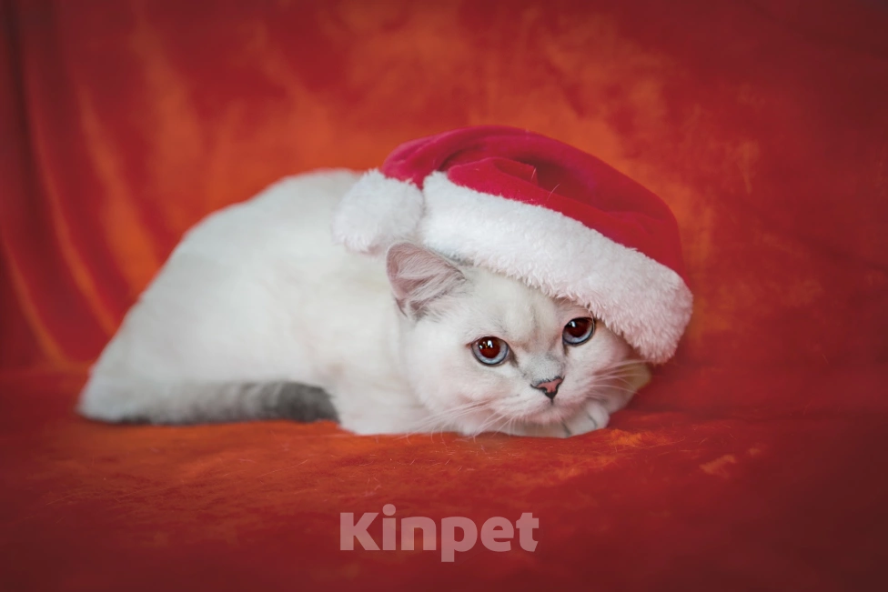 Кошки в Миассе: Голубоглазый парень Мальчик, 50 000 руб. - фото 2