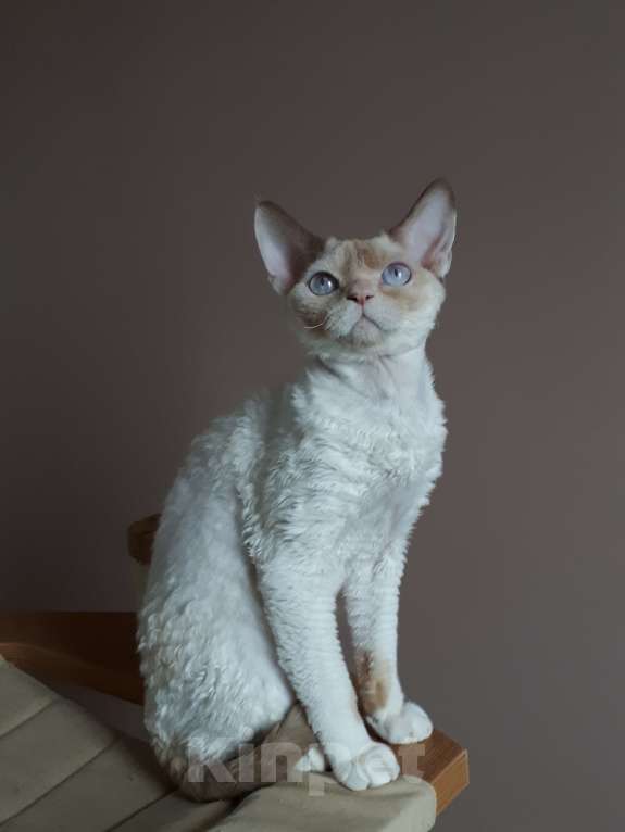 Кошки в Москве: Девон рекс кот Мальчик, Бесплатно - фото 1