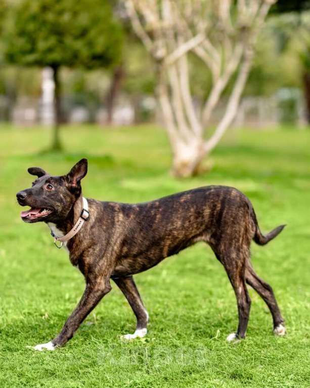 Собаки в Москве: Дора, девочка, 7 мес. ищет дом. Девочка, Бесплатно - фото 5