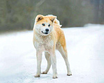 Собаки в Москве: Милая Акита Ину Харуко в дар Девочка, Бесплатно - фото 3