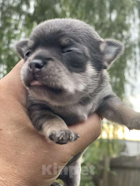 Собаки в Москве: Чихуахуа триколор кобель Мальчик, 25 000 руб. - фото 4