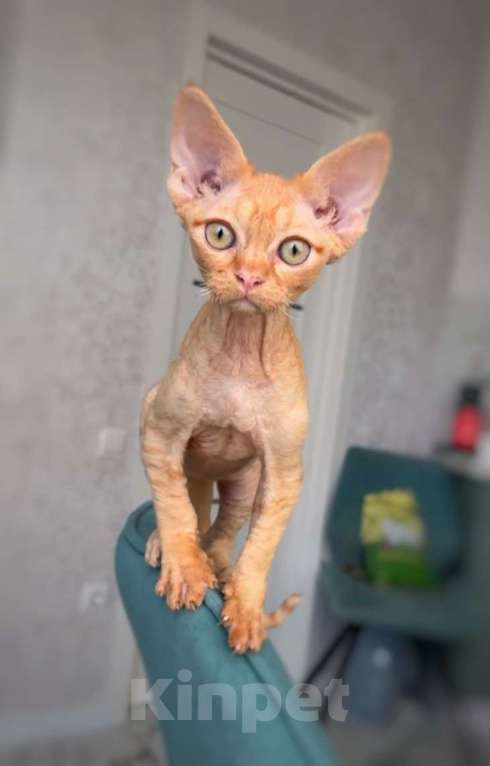 Кошки в Анапе: Котенок Девон Рекс Мальчик, 40 000 руб. - фото 3