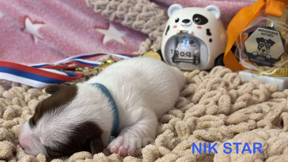 Собаки в Москве: Щенок джек-рассел-терьер от титулованных родителей  Мальчик, 35 000 руб. - фото 2