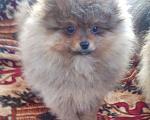 Собаки в Чебоксарах: Миниатюрная  девочка . Девочка, 35 000 руб. - фото 4