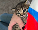 Кошки в других городах Московской области: Пушистые славные комочки для счастья Девочка, Бесплатно - фото 3