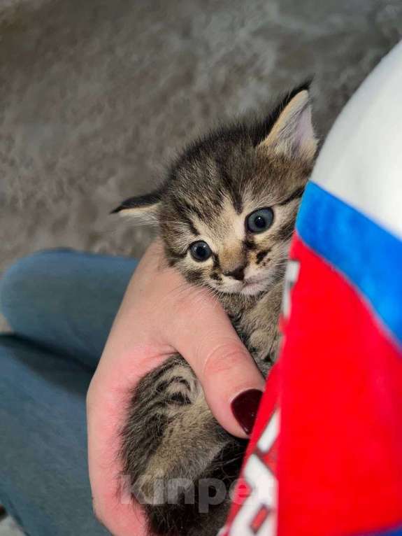 Кошки в других городах Московской области: Пушистые славные комочки для счастья Девочка, Бесплатно - фото 3