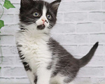 Кошки в Люберцах: котята в добрые руки Девочка, Бесплатно - фото 2