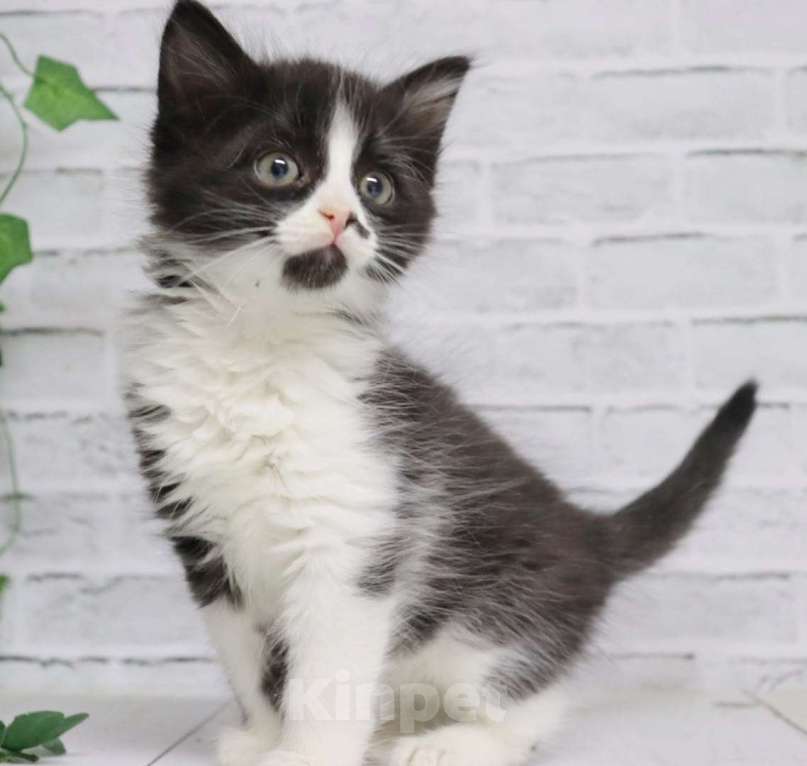 Кошки в Люберцах: котята в добрые руки Девочка, Бесплатно - фото 2