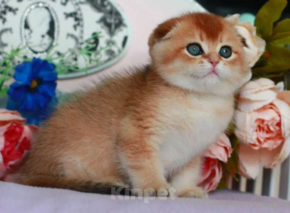 Кошки в Москве: Золотая шиншилла с документами  Девочка, 40 000 руб. - фото 2