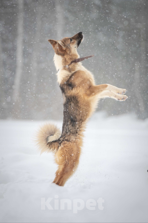 Собаки в Клине: Кешью — трепетная девочка скучает в приюте без своего человека Девочка, Бесплатно - фото 7