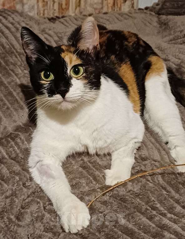 Кошки в Москве: Кошечка-подросток ищет дом Девочка, Бесплатно - фото 5