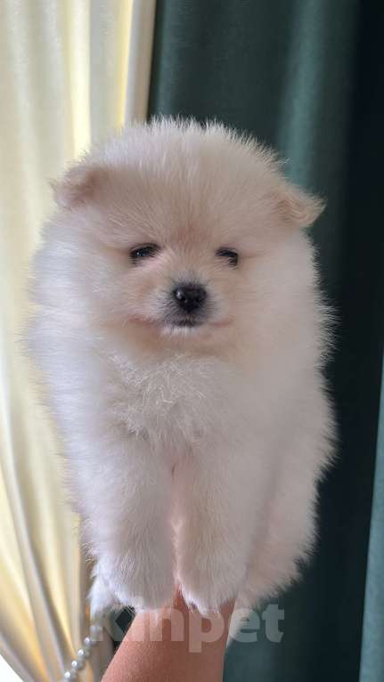 Собаки в Москве: Померанский шпиц мишка Мальчик, 25 000 руб. - фото 3