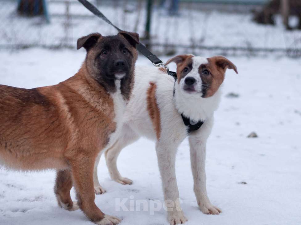 Собаки в Ногинске: Малышка Анни ждет свою семью в приюте Девочка, Бесплатно - фото 7