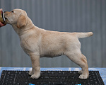 Собаки в Калуге: Палевая девочка лабрадора высокого качества из питомника РКФ/FCI Девочка, Бесплатно - фото 2